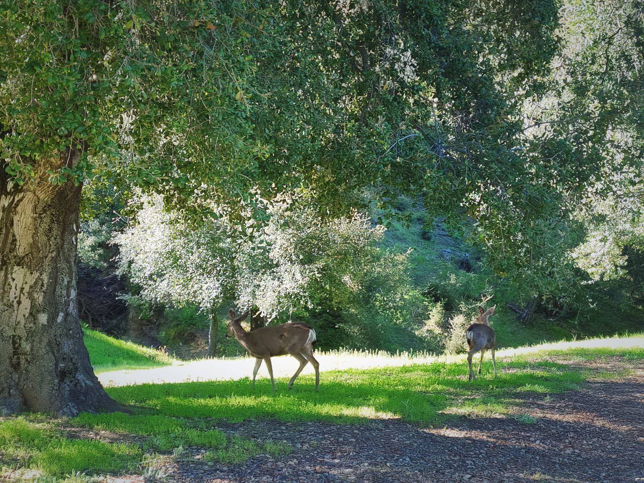 Nagarjuna Cultural Center’s Retreat Center in San Diego