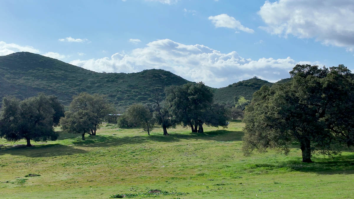 Chinese New Year 2026 San Diego USA