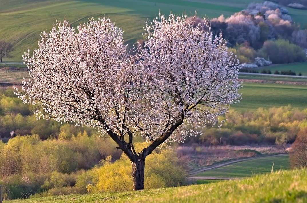 How Sincere Are the Vows You Have Made?