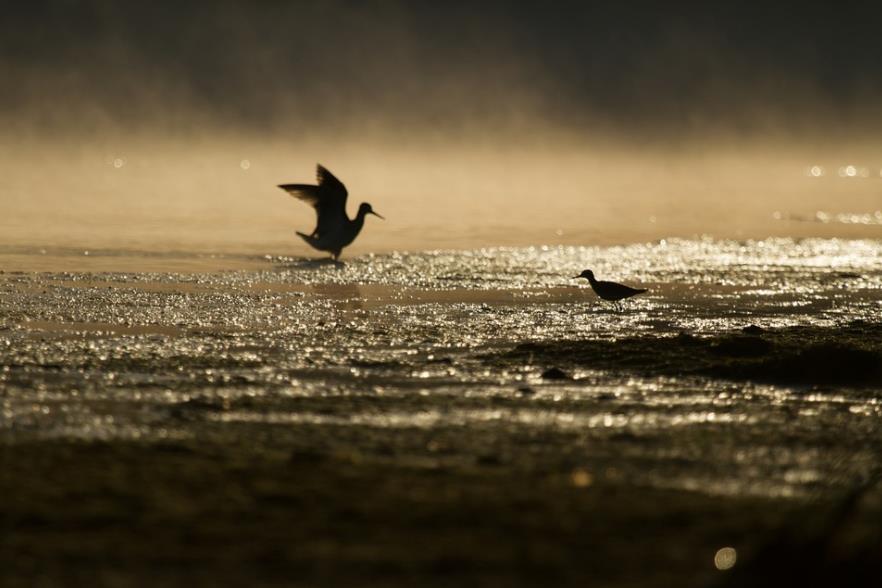 Matter Cannot Account for Cognition: From the Brain to Alayavijnana