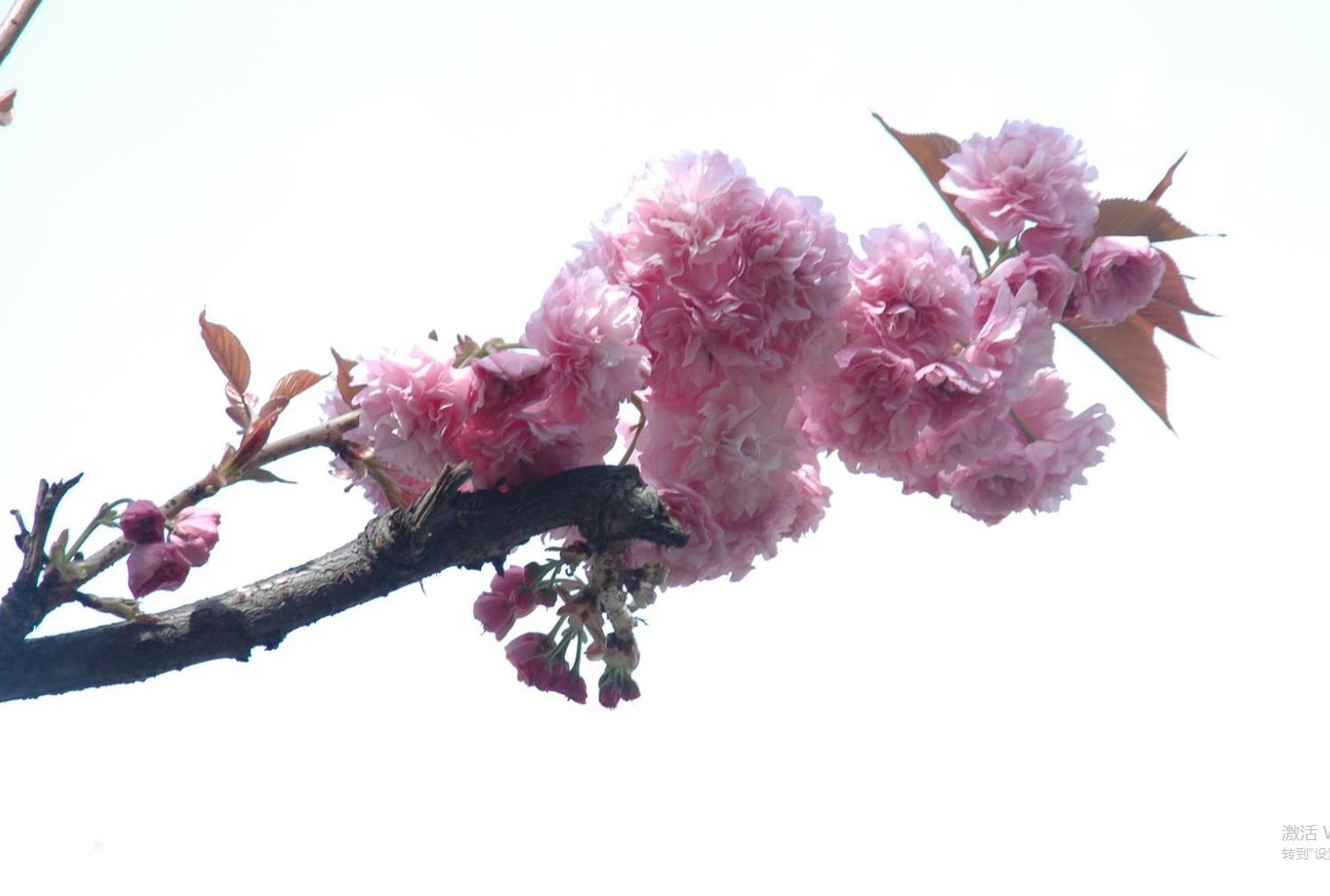 What Are the Differences Between Buddhism and Eastern–Western Philosophy?