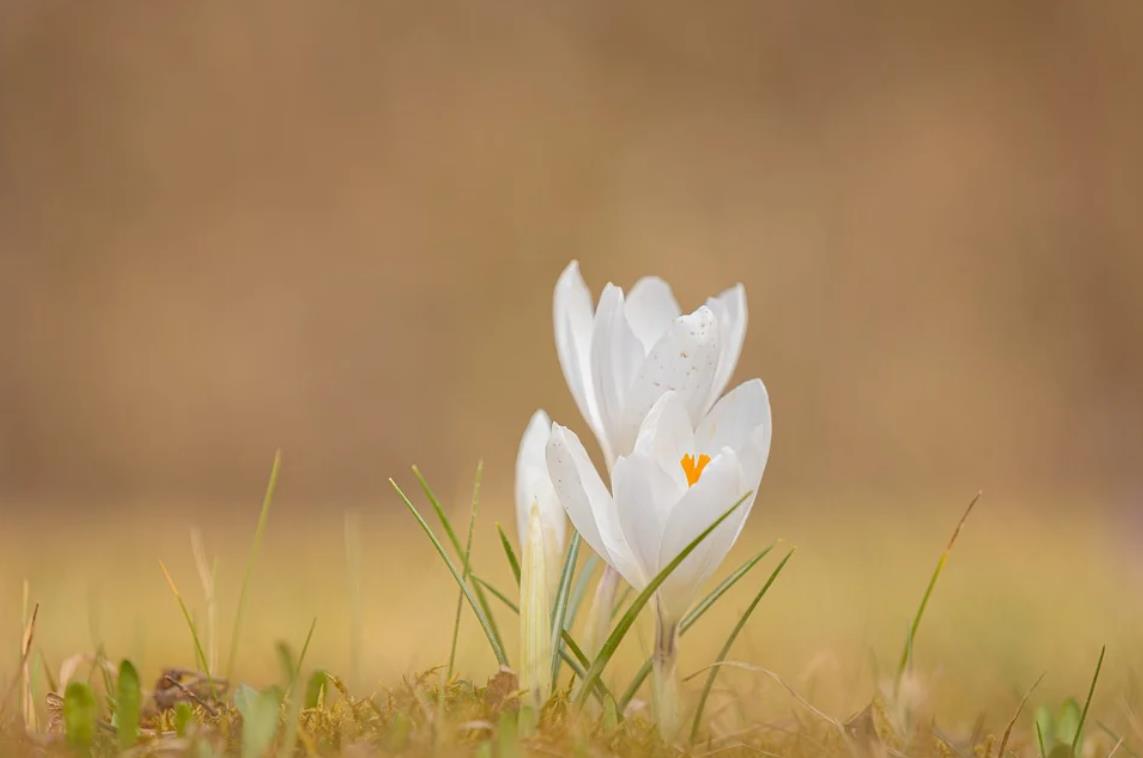 Paths to Liberation for Lay Practitioners