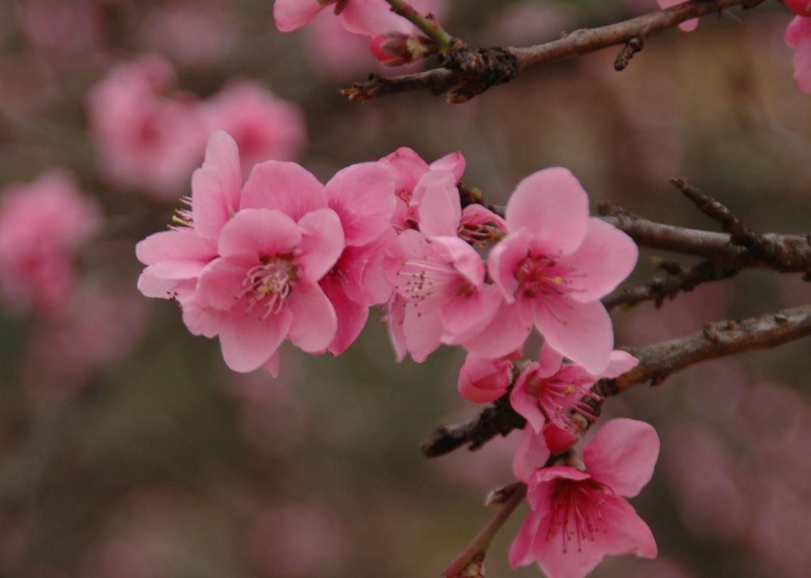 Only Two Possibilities for Life? An Inquiry into the True Meaning of Life(part1)