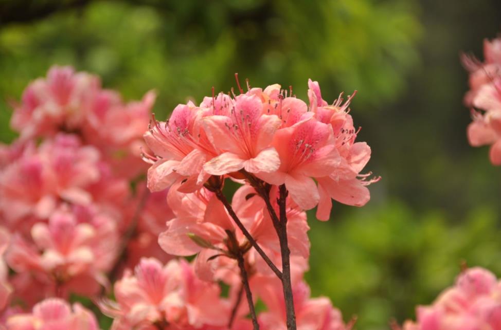 How Can We Generate Genuine Renunciation (Part Four)?