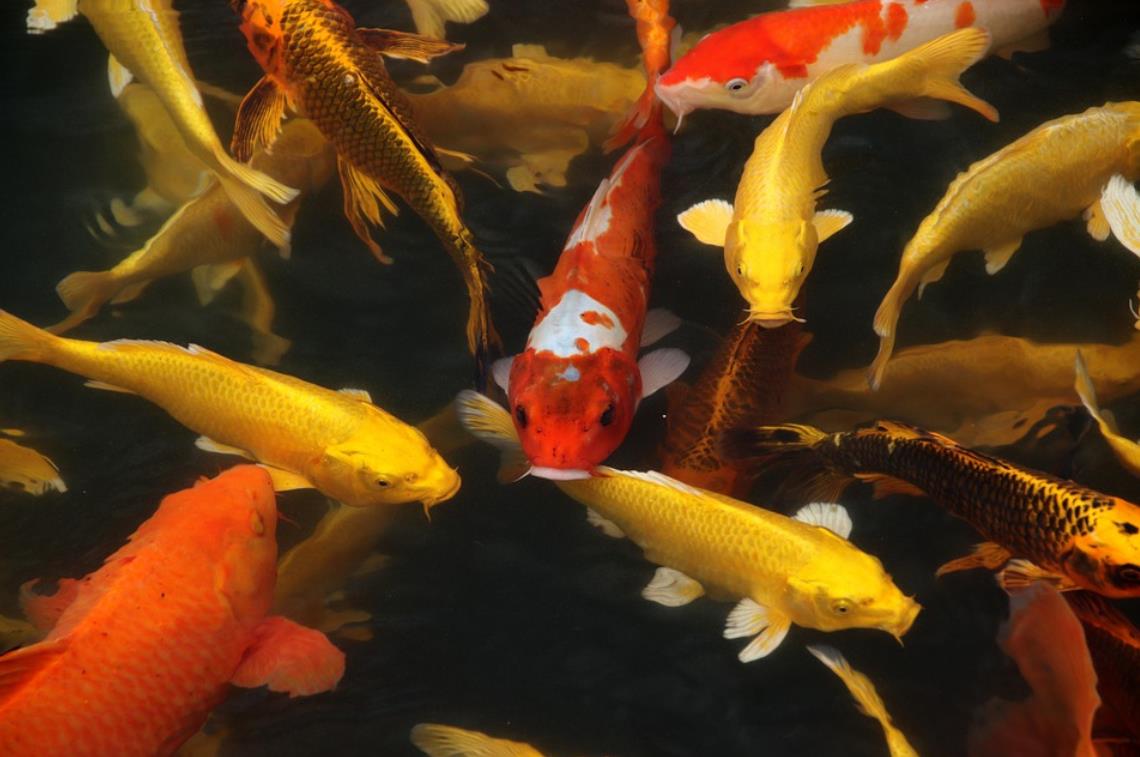 Avoiding Misunderstandings of Meditative Equipoise in the Nature of Reality