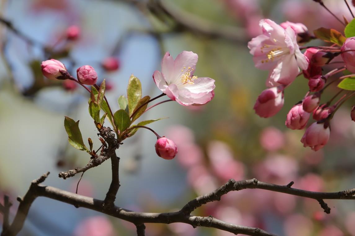 How to Define Renunciation ？